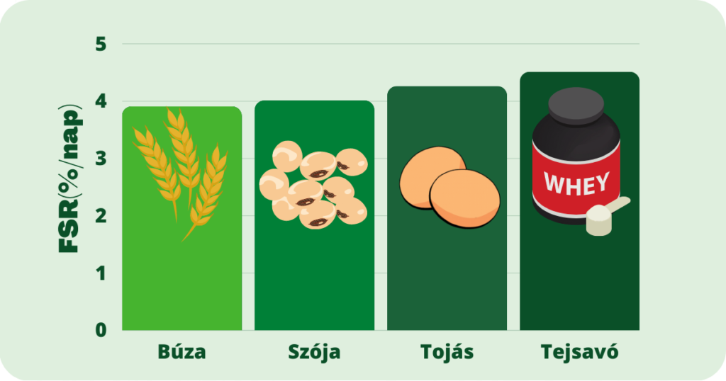 Fehérjeszintézis tejsavó fehérje, szójafehérje, tojásfehérje és búzafehérje esetén.